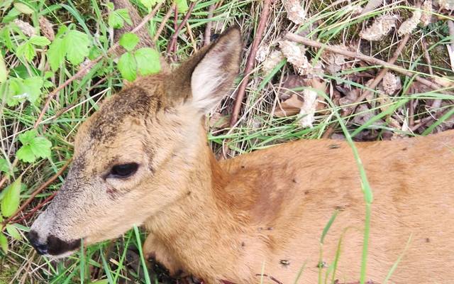 Tarnów. Sarna potwornie cierpiała, pomoc długo nie nadchodziła. Kto ma się zajmować zwierzętami rannymi w wypadkach?