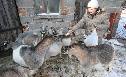Pani Teresa cieszy się, że kozy zajęły w gospodarstwie miejsce tuczników. - Dobrze, iż postawiliśmy na ekologię - dodaje.