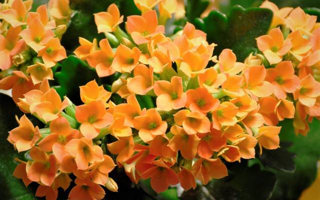 Intensywne kolory kwiatów kalanchoe doskonale kontrastują z ciemną zielenią, grubych i lekko ząbkowanych liści.