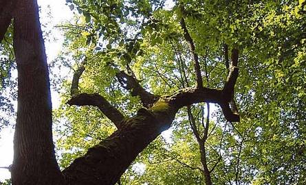 Szlak Dębów Królewskich – Niezwykle widowiskowy szlak, którego ścieżka prowadzi pomiędzy kilkusetletnimi dębami. Tych kilkadziesiąt drzew nosi imiona