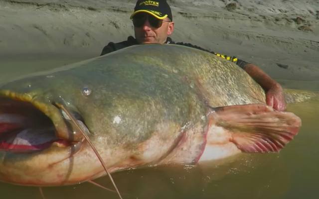 Ale olbrzym! Oto największe ryby, jakie złowiono w Polsce. Mamy zdjęcia