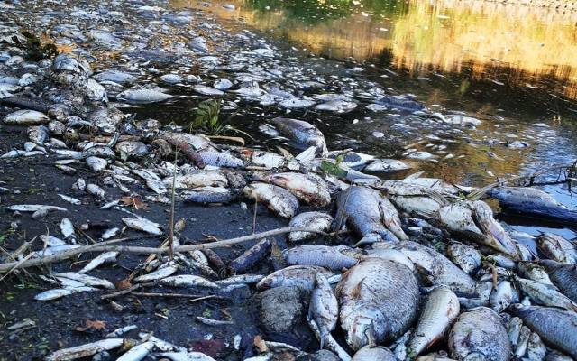 Katastrofa ekologiczna w Odrze. Przejście fali śniętych ryb nastąpi za 2-3 dni?
