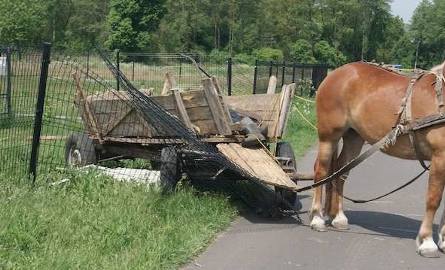 Kiedy na miejscu zjawili się policjanci, konie wjechały wozem w ogrodzenie