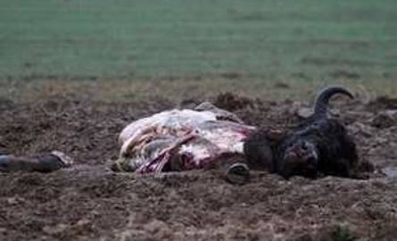 Zabili żubra dla cennego mięsa. Zostawili tylko głowę, kości i wnętrzności (uwaga drastyczne zdjęcie)