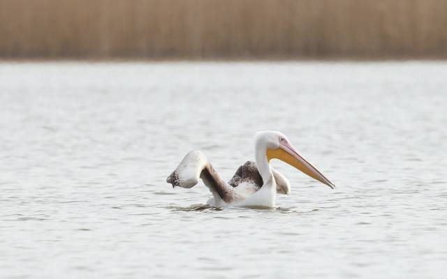 Pelikan obieżyświat w Dolinie Dolnej Skawy. To rzadki gość w Polsce. Na razie wygląda na to, że podoba mu się na zatorszczyźnie. Zdjęcia 