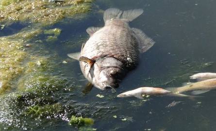Katastrofa ekologiczna w gminie Gniewkowo? Śnięte ryby w Zajezierzu [zobacz zdjęcia internauty]