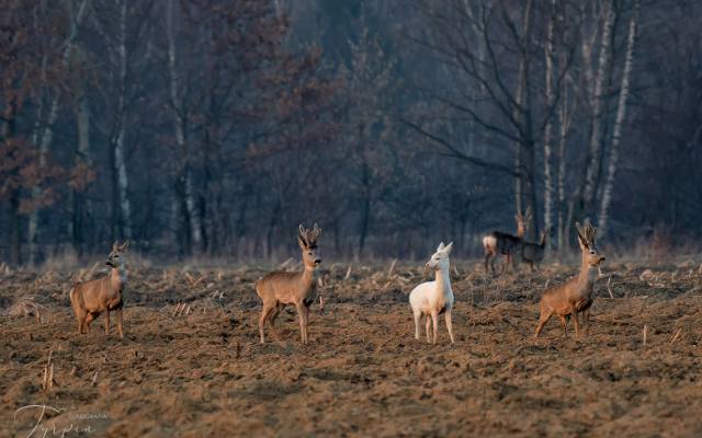 Biała sarna zaobserwowana w lasach i na łąkach między Tarnowem a Dębicą. Takie zwierzę rodzi się raz na 100 tysięcy [ZDJĘCIA]
