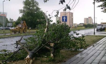Powalone drzewo na jednej z ulic Koszalina
