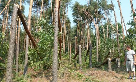 Krajobraz po przejściu trąby powietrznej w lesie Krzysztofa Liczberskiego z Praczki. Grube sosny połamało w różnych miejscach.