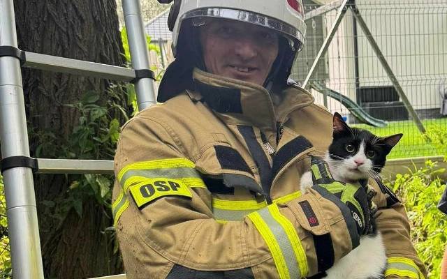 Kraków. Nietypowa interwencja w Nowej Hucie. Strażacy ratowali kota, który utknął na bardzo wysokim drzewie