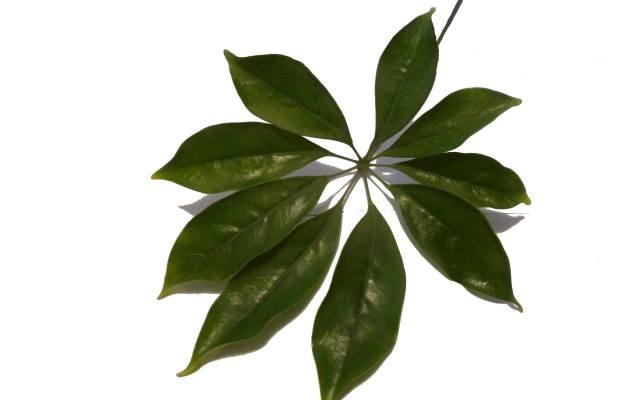 Szeflera (Schefflera) ma błyszczące, palczaste liście, które układają się w kształt parasolek. Roślina może je gubić m.in. w wyniku nadmiernego podlewania,
