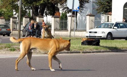 Bezpańskie psy na ulicach Bielska Podlaskiego