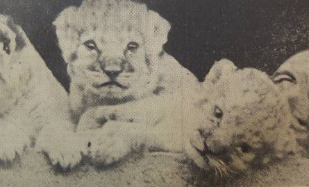 Lwie czworaczki z lipca 1965 roku. Niestety, aż trzy zdechły bardzo szybko po urodzeniu. Do 1976 roku żyła tylko samiczka Murka.