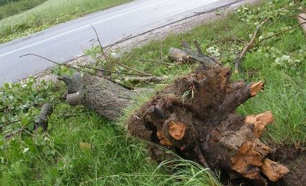 W miejscowości Wysiadłów na trasie Sandomierz - Ożarów przewrócone drzewo zablokowało drogę.
