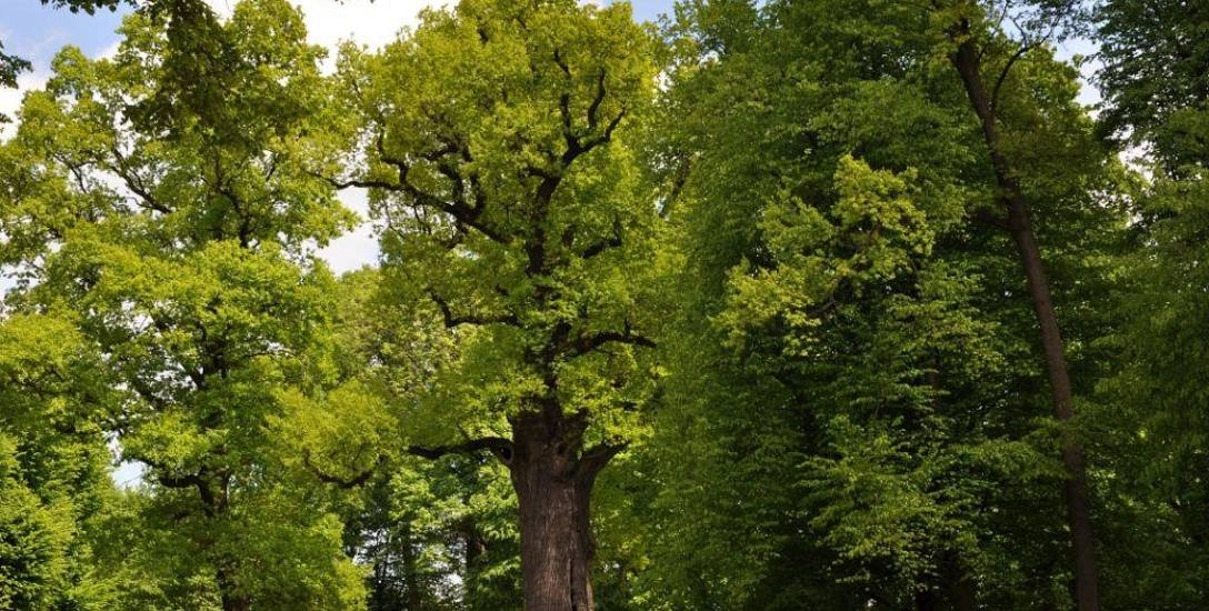 Czy dąb Józef zostanie Europejskim Drzewem Roku?