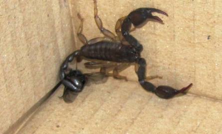 Znalazł skorpiona w dużym pokoju (video)