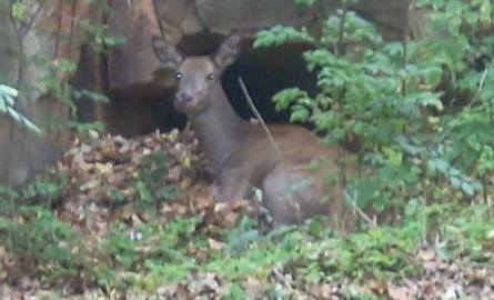 Jeden z jeleni siedział przy skałkach przy targowisku „Manhattan”. Nie mógł się ruszyć.
