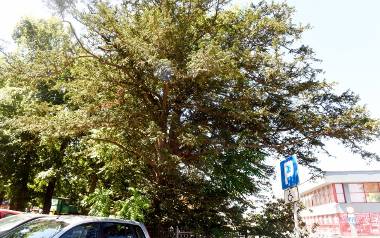 Cis pospolity - ul. DworcowaJednym z ciekawszych drzew przy ul. Dworcowej jest stary cis pospolity, który rośnie w okolicy placu Kolejarza. Obwód jego