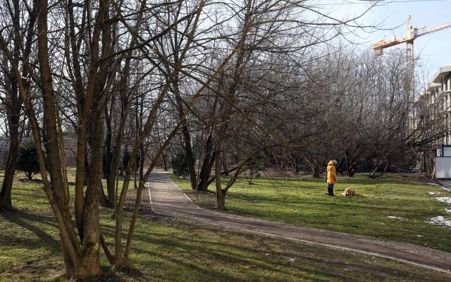 Ochrona drzew przed szkodliwymi owadami. Czy w Krakowie pojawią się specjalne opaski?