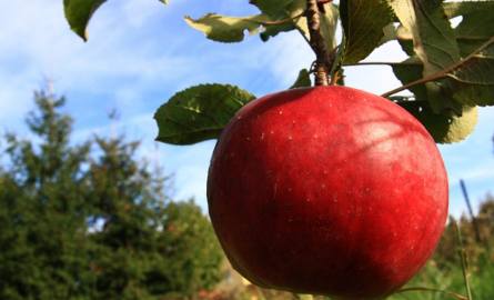 Jabłka są obecne w naszej kulturze od wieków...