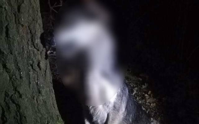 W lesie niedaleko Krotoszyna znaleziono psa powieszonego na drzewie. Policja szuka sprawcy [DRASTYCZNE ZDJĘCIA]