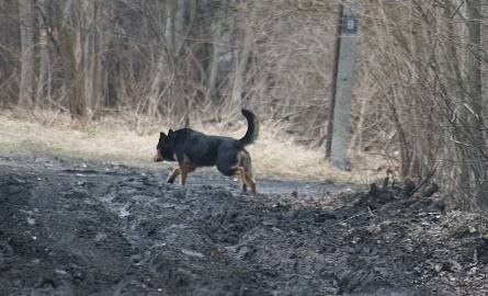 Tak duże psy wałęsają się codziennie w okolicach ulicy Kurpińskiego na radomskim Pruszakowie