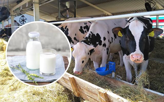 Ile kosztuje teraz mleko prosto od krowy, twaróg, jogurt i jajka od szczęśliwych kur? Ceny żywności od rolnika w naszym przeglądzie