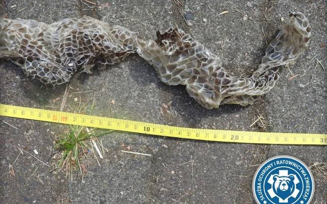 W Warszawie odnaleziono wylinkę blisko 6-metrowego pytona tygrysiego. UWAGA, wąż może być niebezpieczny dla ludzi! [zdjęcia] 3.08.2018