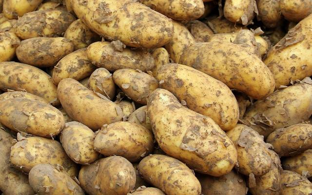 Młode ziemniaki kopane na zamówienie. Ile trzeba wydać u rolnika wiosną 2024 roku? Cena za kilogram