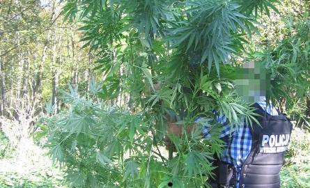 Golubsko-dobrzyńscy policjanci zlikwidowali plantację konopi. Najwyższe krzewy miały 3 metry wysokości