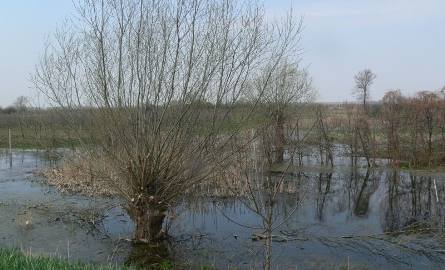 Tak wyglądały zastoiska wody i uschnięte drzewa wiosną ubiegłego roku.