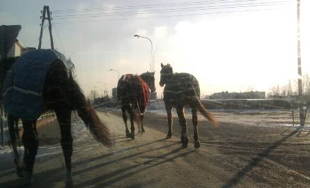 Trzy konie biegały po ... Glinkach [zdjęcia Internauty]