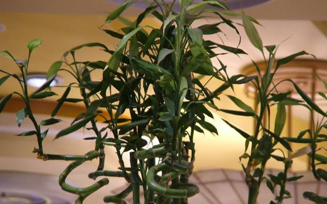 Tę roślinę często uważamy za bambus. Jednak jest to dracena Sandera. Doskonale rośnie w wodzie, a dodatkowo potrzebuje światła.