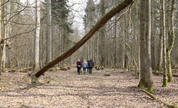 Las to najlepszy przyjaciel osoby poszukującej spokoju i relaksu. Las najbardziej różni się od miasta, zapewnia więc szybkie obniżenie stresu.W Polsce