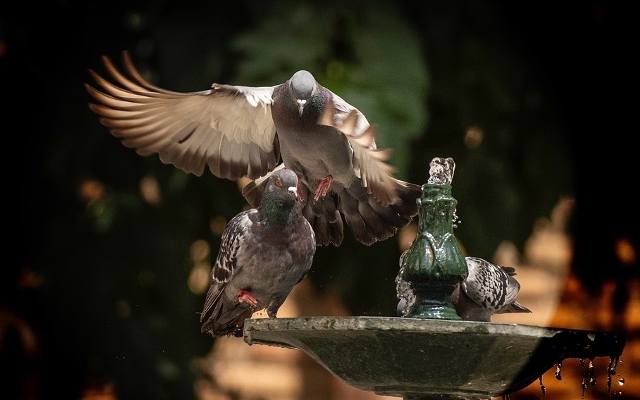 Jak odstraszyć gołębie? Skuteczne sposoby na gołębie i ptaki. Jak pozbyć się ptaków? Odstraszanie gołębi z balkonu i parapetu 1.10.2020