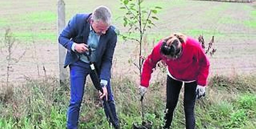 W Nowogardzie stawiają na zieleń i sadzą dużo drzew