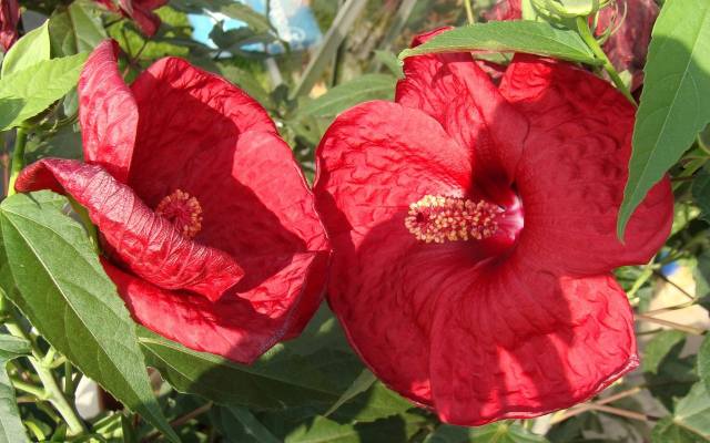 Hibiskus bagienny długo kwitnie i ma kwiaty wielkie jak talerze. Ozdobi ogród od sierpnia do jesieni. Wiemy, jak o niego najlpiej zadbać