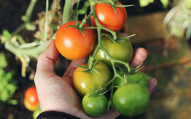 Zbliża się pora na siew pomidorów. Kiedy siać na rozsadę, a potem sadzić pomidory do gruntu?