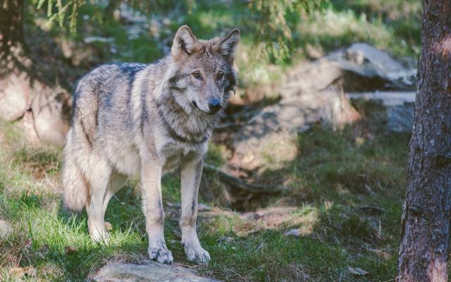 Czy łatwo spotkać wilka w polskich lasach? To drapieżca, który pilnuje własnego nosa. Czy słusznie wzbudza lęk?