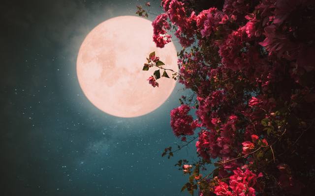Kwiatowa Pełnia na majowym niebie. Czy to już? Sprawdź, jak pełnia Księżyca wpływa na człowieka. Podajemy fakty i mity