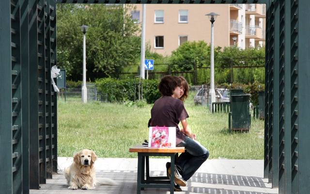 Kraków. Mieszkańcy wskazali, gdzie mają powstać nowe wybiegi dla psów w mieście. Jest lista