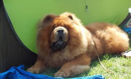 Niemal każdy z wystawców przyjechał z własnym namiotem. Ale niektóre psiaki wolą odpoczywać na słońcu.