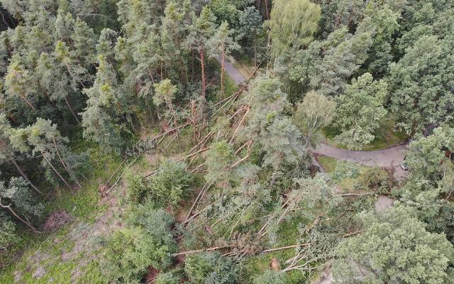 Puszcza Niepołomicka: duże zniszczenia po burzach. Wprowadzono zakaz wstępu do części lasu
