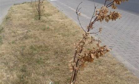 W upał rośliny też potrzebują wody.  Dlaczego nikt nie podlewa drzewek wzdłuż obwodnicy i alei Jana Pawła II? (zdjęcia)