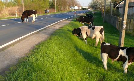Krowa na krajowej drodze to powszechny widok w Turbi.