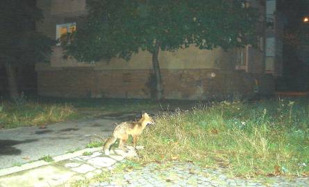 Ten lis kręcił się przy bloku na ulicy Jasińskiego w Radomiu