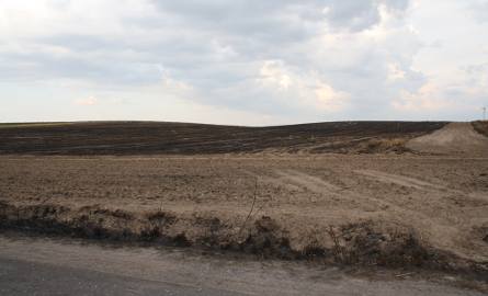 Wzrasta zagrożenie pożarowe. W Rzadkwinie spłonęły 4 hektary pszenicy