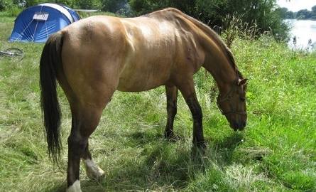 Złomiarz z Torunia zmuszał konia do morderczego wysiłku (zobacz zdjęcia)