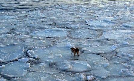 Pies, który na krze przepłynął Wisłą od Grudziądza do Zatoki Gdańskiej, został uratowany