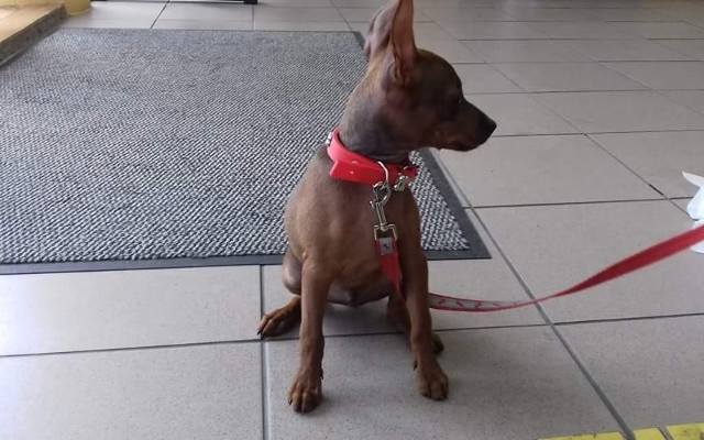 Poznań: Wrzucił psa do sklepu zoologicznego i uciekł. Szuka go straż miejska